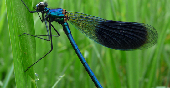 Calopteryx spendens