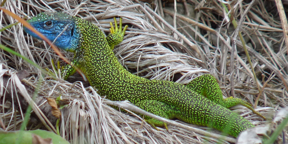 Lézard vert